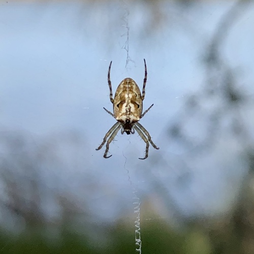 Western Bush Orbweaver