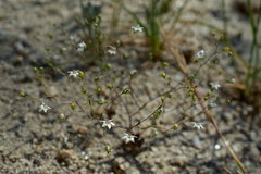 Nemacladus parikhiae