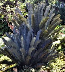 Encephalartos lehmannii