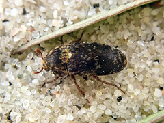 Dermestes gyllenhalii