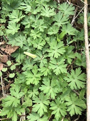 Geranium sibiricum