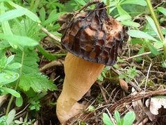 Morchella semilibera