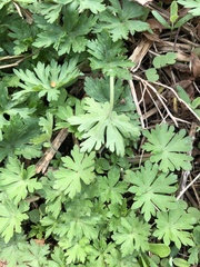 Geranium sibiricum