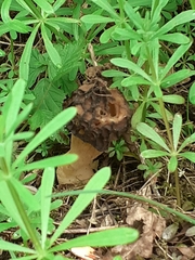 Morchella semilibera