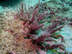 Capnella gaboensis