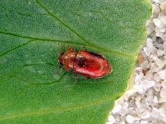 Coccidula rufa