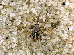 Poecilma capucinus