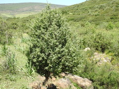 Juniperus oxycedrus badia