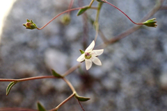 Nemacladus parikhiae