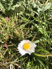 Bellis perennis