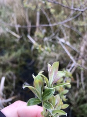 Salix cinerea