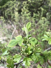 Crataegus monogyna