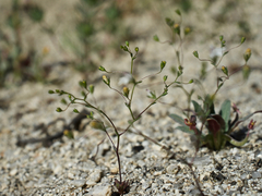 Nemacladus parikhiae