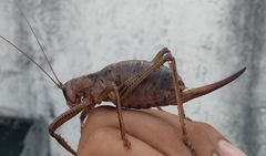 Nesoecia
