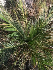 Macrozamia