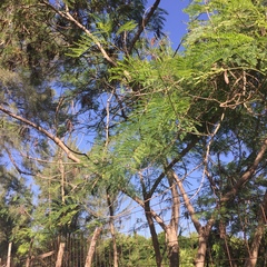 Senegalia berlandieri