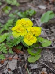 Chrysosplenium alternifolium