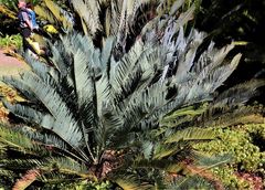 Encephalartos laevifolius