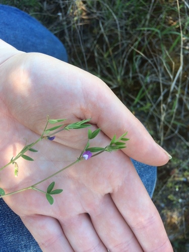 Vicia lathyroides iNat (3)