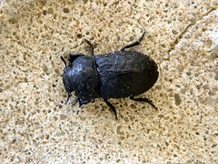 Melanimon tibiale