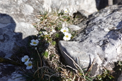 Draba dedeana