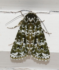 Thalatha bryochlora