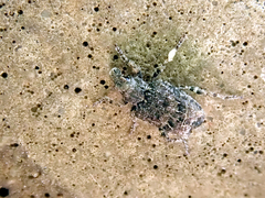 Gronops inaequalis