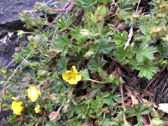 Potentilla incana