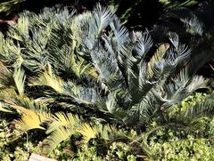 Encephalartos laevifolius