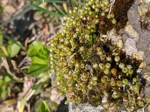 common bladder moss photographed in Moldova