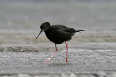 Himantopus novaezelandiae