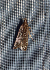 Neofaculta ericetella