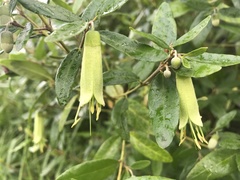 Correa glabra glabra