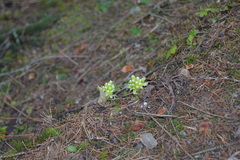 Petasites albus
