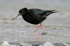 Himantopus novaezelandiae