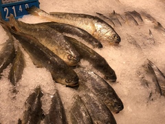 Larimichthys crocea