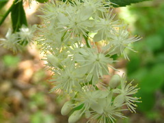 Symplocos sawafutagi