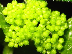 Hydrangea serrata