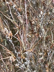 Dracophyllum subulatum
