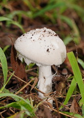 Amanita farinacea