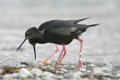 Himantopus novaezelandiae