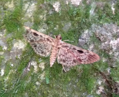 Rhimphaliodes macrostigma