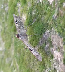 Rhimphaliodes macrostigma