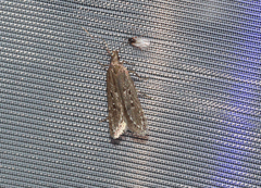 Neofaculta ericetella