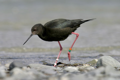 Himantopus novaezelandiae