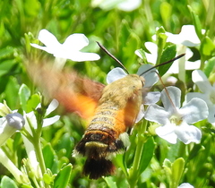 Macroglossum trochilus