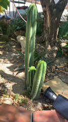 Lophocereus
