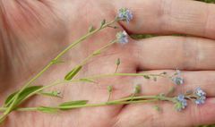 Myosotis