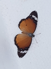 Danaus chrysippus