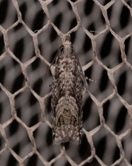 Holocola thalassinana